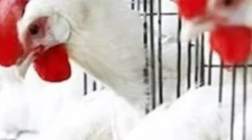 أسعار الفراخ البيضاء تسجل مستويات جديدة داخل المزارع خلال تعاملات اليوم